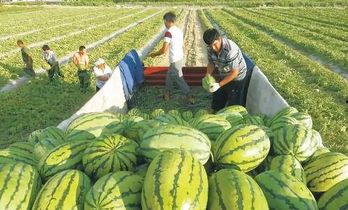 大西瓜在线国产自拍,揭秘国内短视频平台的魅力与争议