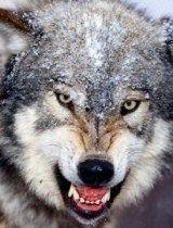 国产小视频在线狼