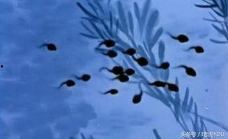 风骨国产动漫在线观看,传承与创新，在线观看的视觉盛宴