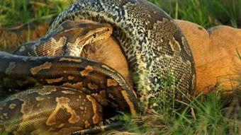 国产巨蟒合集在线播放,笑料横生,经典再现