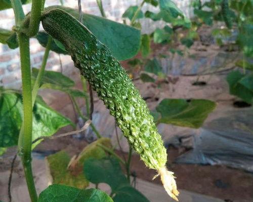 精品国产黄瓜在线观看,视觉盛宴等你来享