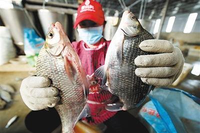 国产吃活鱼电影在线观看,活鱼逃生，在线惊悚盛宴